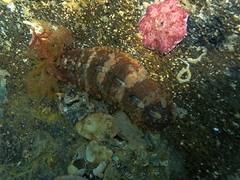 Cryptoplax striata