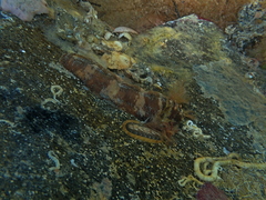 Cryptoplax striata