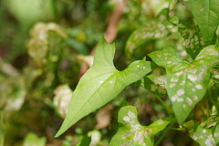 Calystegia marginata