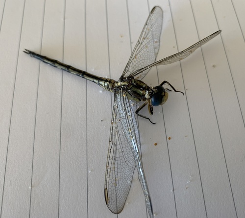 Photo of Long Skimmer (Orthetrum trinacria)
