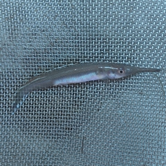 Zenarchopterus gilli