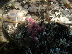 Allostichaster polyplax