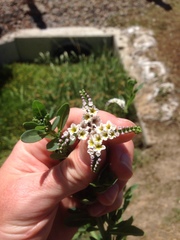 Heliotropium curassavicum