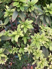 Rhododendron pulchrum phoeniceum