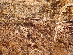 Austroicetes