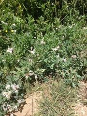 Heliotropium curassavicum