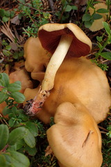 Cortinarius fervidus