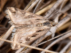 Loxostege cereralis