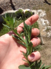 Heliotropium curassavicum