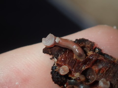 Bankia australis