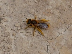 Leioproctus fulvescens