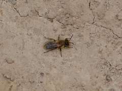 Leioproctus fulvescens