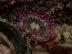 Anthopleura rosea
