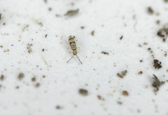 Entomobrya corticalis