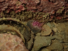 Anthopleura rosea