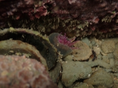 Anthopleura rosea