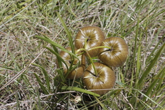 Pachycarpus campanulatus