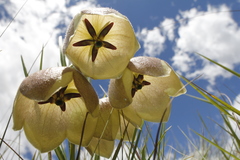 Pachycarpus campanulatus