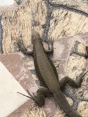 Pholidoscelis erythrocephalus