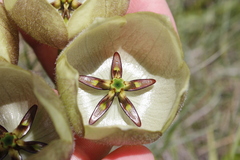 Pachycarpus campanulatus