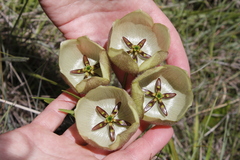 Pachycarpus campanulatus