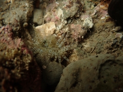 Anthopleura rosea