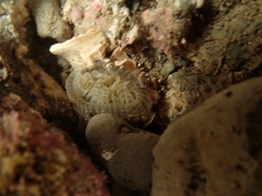 Anthopleura rosea