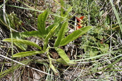 Eriosema distinctum