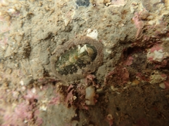 Onithochiton neglectus