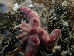 Allostichaster polyplax