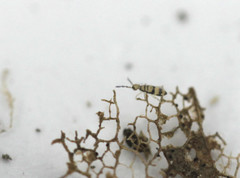 Entomobrya corticalis