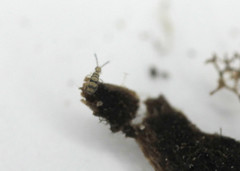 Entomobrya corticalis