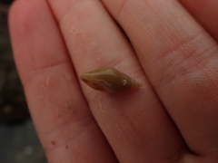 Buccinulum littorinoides