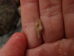 Buccinulum littorinoides