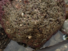 Buccinulum littorinoides