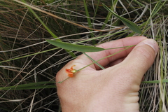 Tephrosia marginella