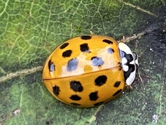 Harmonia axyridis