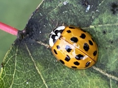 Harmonia axyridis