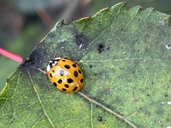 Harmonia axyridis