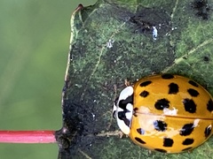 Harmonia axyridis