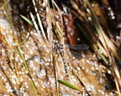 Austroaeschna atrata