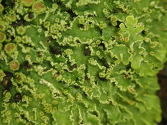 Pannaria pulverulacea