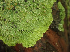 Pannaria pulverulacea
