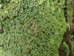 Pannaria pulverulacea