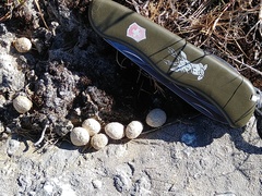 Sylvilagus cunicularius