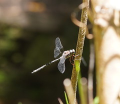 Austroaeschna atrata