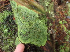 Pannaria pulverulacea