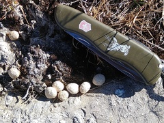 Sylvilagus cunicularius