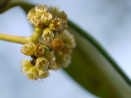 Carallia brachiata (Lour.) Merr.