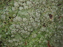 Pannaria implexa